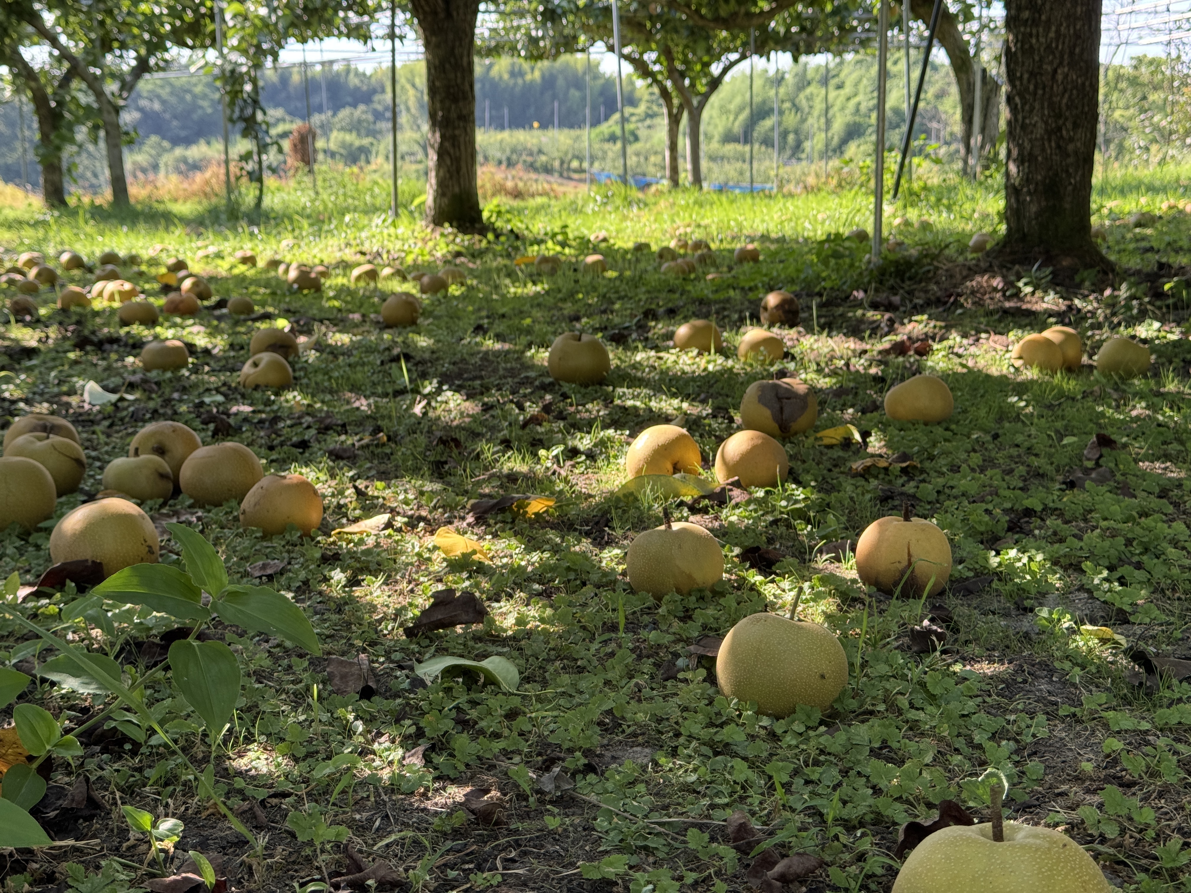 落ちた梨、腐った梨